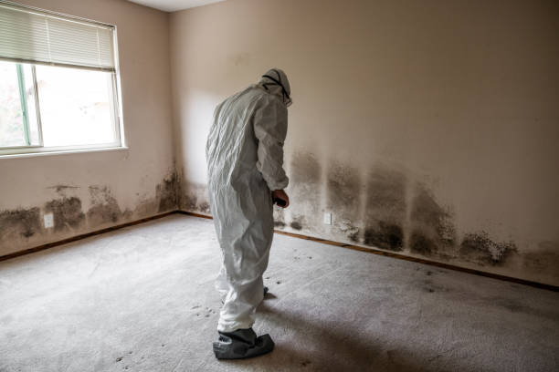 Mold Odor Removal Services in Heidelberg, PA